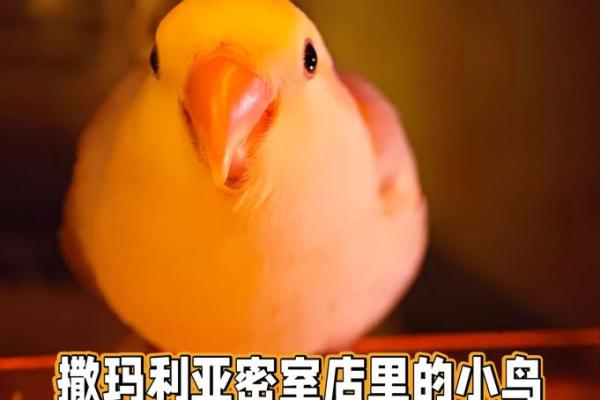 让你的小鸡拥有独一无二的名字，超可爱起名大全