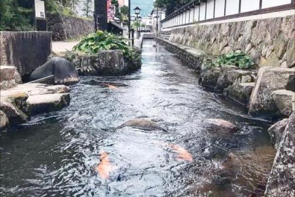 锦鲤亡故，揭秘风水布局中的禁忌与破解之道