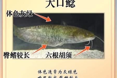 风水鱼新宠：揭秘鲶鱼助运的神奇功效