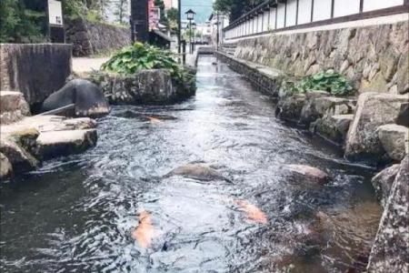 锦鲤亡故，揭秘风水布局中的禁忌与破解之道