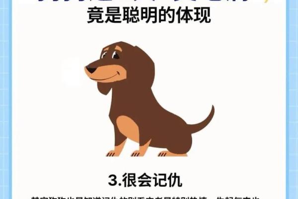 养狗不成，风水作祟？揭秘家中狗狗难养的神秘风水秘密