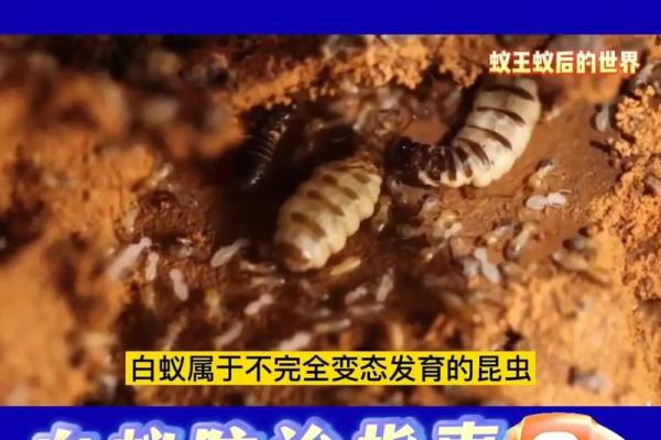 白蚁入侵，揭秘有白蚁房子的风水禁忌与化解之道