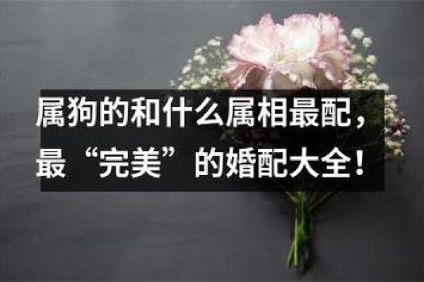 狗猪配，是真爱还是凑合？热门话题，揭秘属相配对之谜