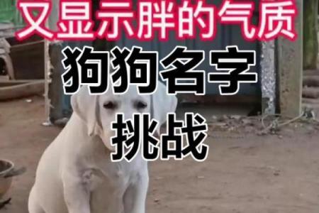 选一个可爱又有趣的名字，狗狗瞬间变萌神