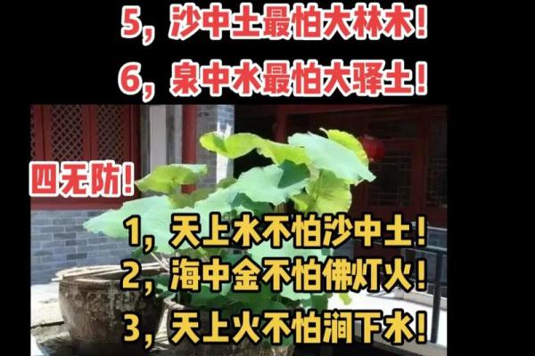 五行杨柳木的深层含义揭秘