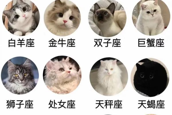 逗货星座：揭秘12星座中的搞笑担当，笑点爆棚