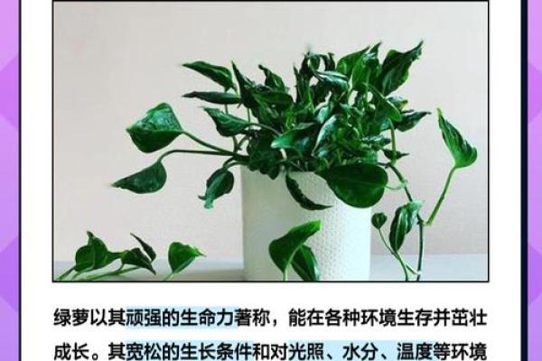 绿植助力风水：办公桌上的绿萝，办公室的绿意生机秘籍