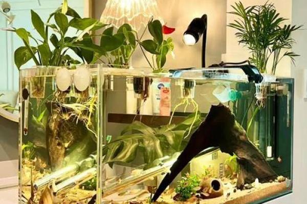鱼缸风水揭秘：如何布局让家居财运亨通？
