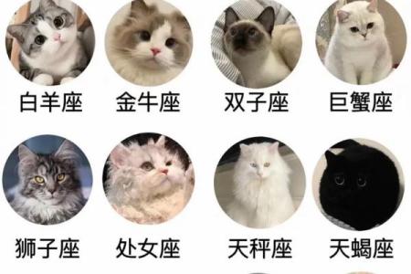 逗货星座：揭秘12星座中的搞笑担当，笑点爆棚