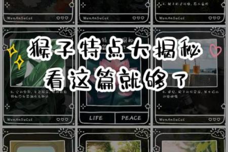 猴子配对：揭秘最佳拍档