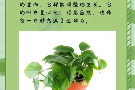 绿植助力风水：办公桌上的绿萝，办公室的绿意生机秘籍