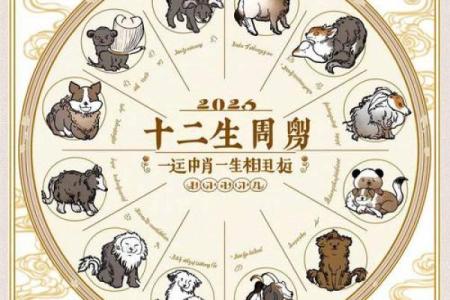 生肖运势揭秘：揭秘你的生肖财运密码