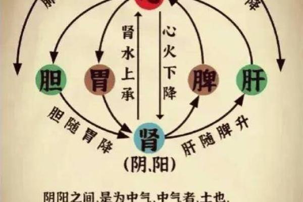 让五脏强健，五行调理术带你走向健康之路