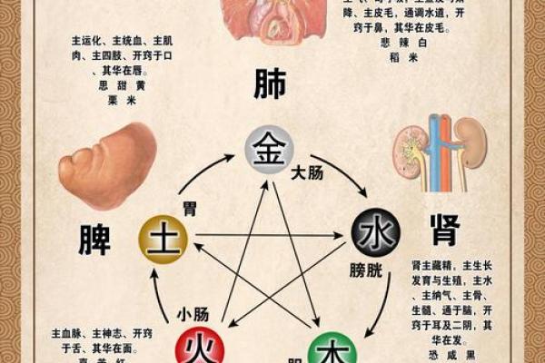 让五脏强健，五行调理术带你走向健康之路