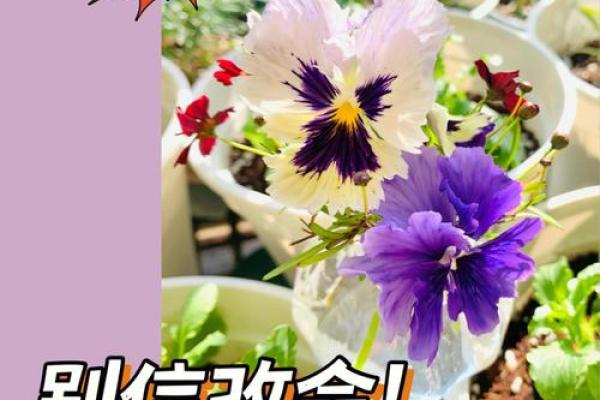 吴尊八字全解析：如何利用命理助力人生成功