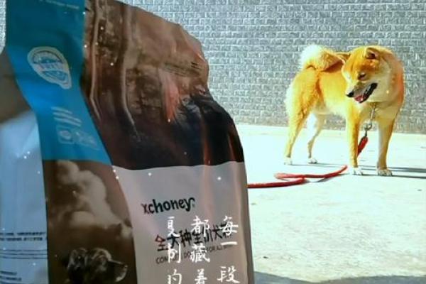 狗狗七命，诠释生命的无尽守护
