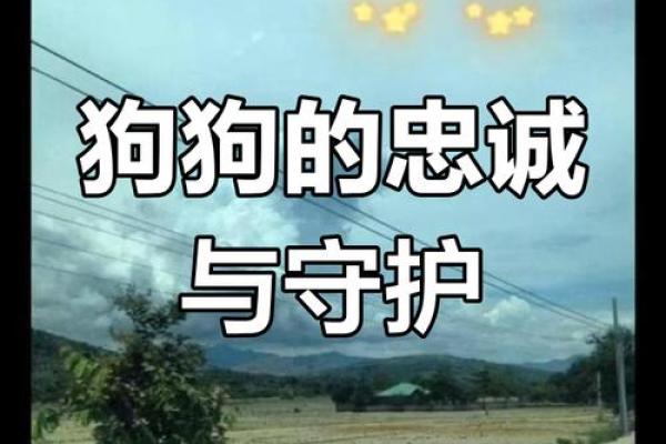 狗狗七命，诠释生命的无尽守护