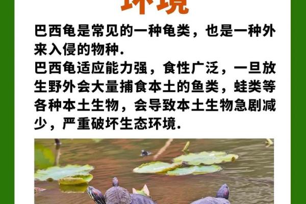 风水神龟：揭秘活得风水龟的神秘力量