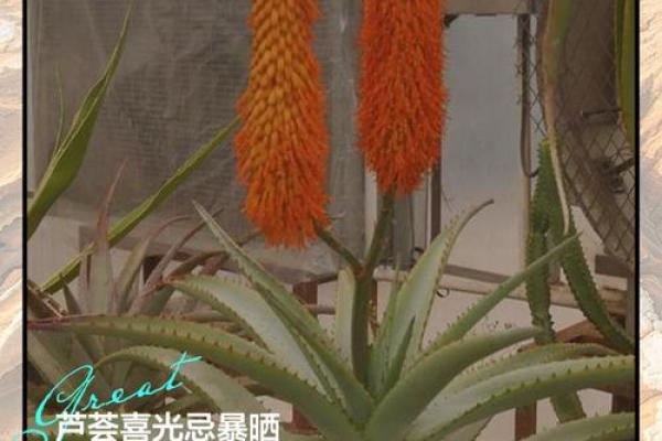 厕所养芦荟，财运亨通，家庭和睦，揭秘家居风水秘密