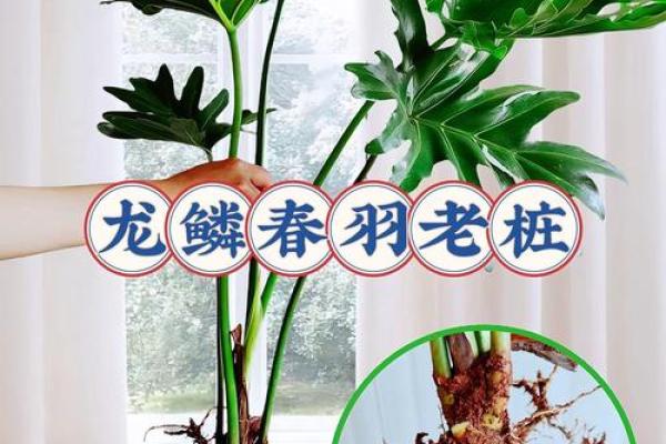 探索植物命名艺术，让名字更具生命力
