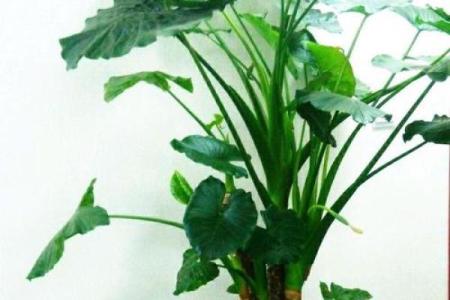 生肖植物配对大揭秘，养出你的风水宝树