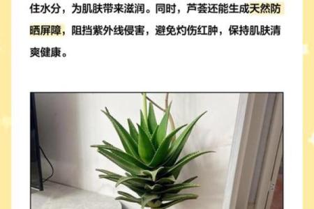 厕所养芦荟，财运亨通，家庭和睦，揭秘家居风水秘密