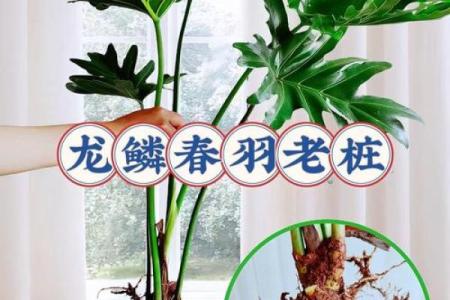 探索植物命名艺术，让名字更具生命力