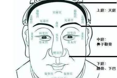 面相秘诀：从头骨图解看命运起伏，揭秘头部特征预示未来运势