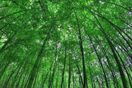 绿色盛宴，传统民俗焕新颜——揭秘绿色节日独特魅力
