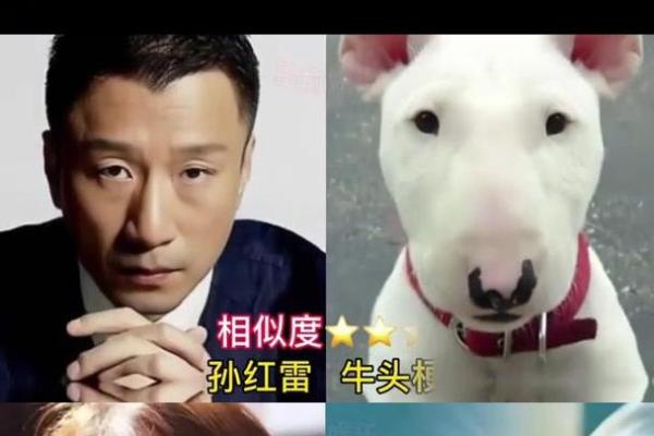 狗男女牛相配，跨界组合掀起热潮