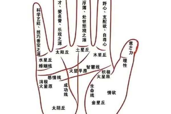 手相揭秘：竖纹暗藏惊人秘密，一看便知运势
