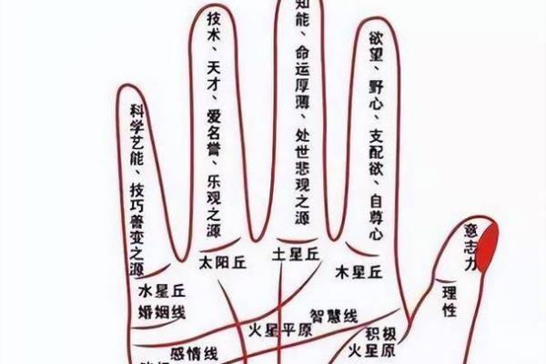 手小小拇指短，揭秘财运亨通的秘密