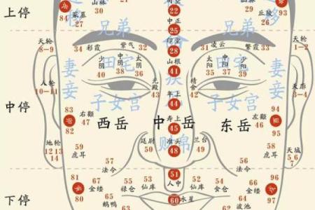 识面达人必备：精准解析，揭秘面相奥秘