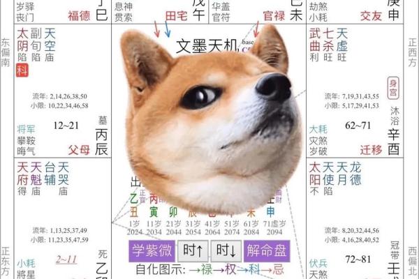 学会紫薇星斗排盘，揭开你人生的隐藏信息