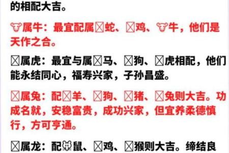 属鸡与兔的完美组合？揭秘生肖配对奥秘