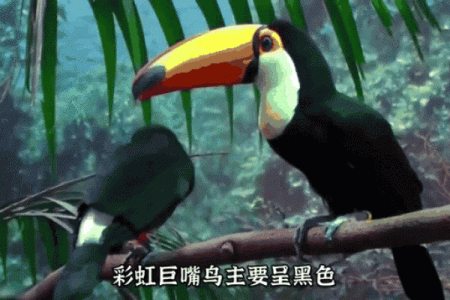 给鸟选个名字，让它每天都充满个性和魅力