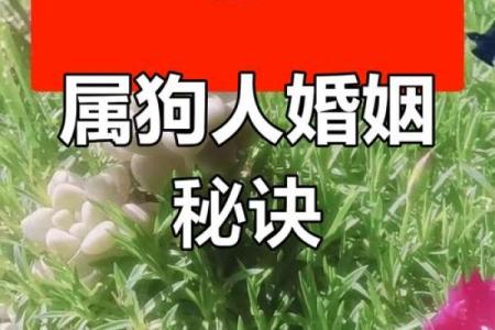 2018狗年生肖配对排行：解锁幸福婚姻密码