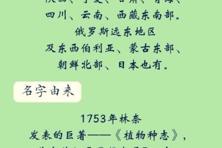 桦字五行分析：它属于什么