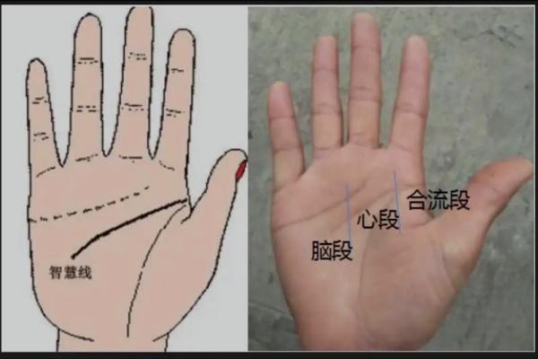 手相揭秘：智慧分叉，揭秘你的聪明天赋