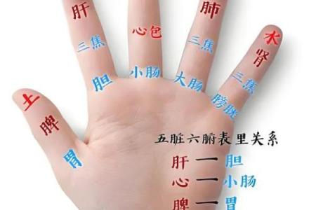 揭秘人体脏腑面相图：识破健康密码，面相中的养生智慧
