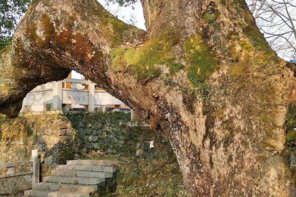 江西风水井：揭秘千年古井的神秘力量