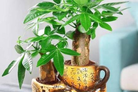 西四命家居植物摆放风水秘诀，打造旺财旺运好运势