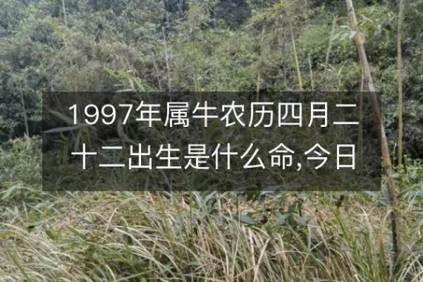 1997年生肖属什么命，揭秘你的运势密码