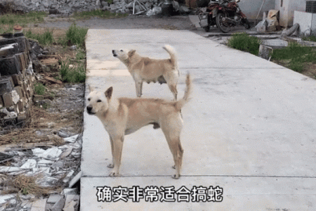 跨界爱情大揭秘：女狗男蛇，他们真的相配吗？