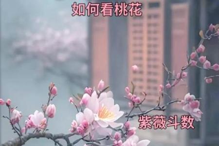 八字桃花运预测：掌握这些让爱情更加顺利
