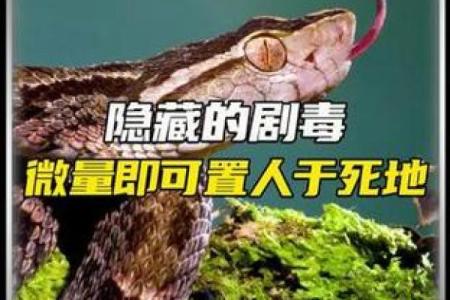 龙鼠配对：揭秘神秘生物的奥秘