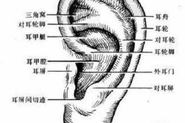 一耳听声，一眼识面：揭秘面相的神奇魅力