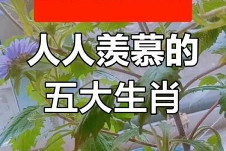 生肖运势大揭秘：揭秘你的生肖财运，让你财运亨通