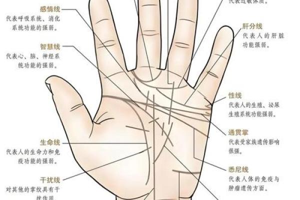 揭秘手相上的神秘线条，掌握命运的秘密武器