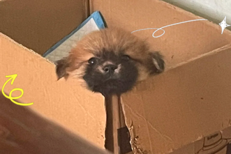 土狗逆袭：平地木命的崛起之路